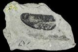 Pennsylvanian Fossil Fern (Macroneuropteris) Leaflet - Kentucky #112904-1